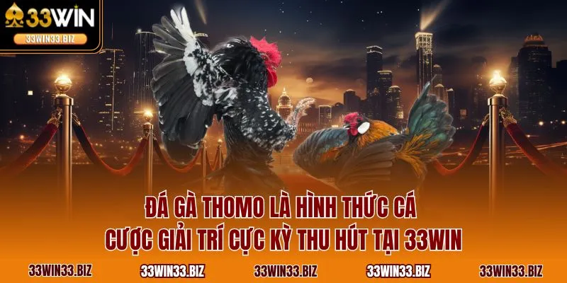 Đá gà Thomo là hình thức cá cược giải trí cực kỳ thu hút tại 33WIN