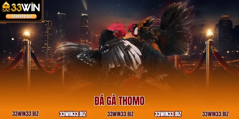 Đá gà Thomo