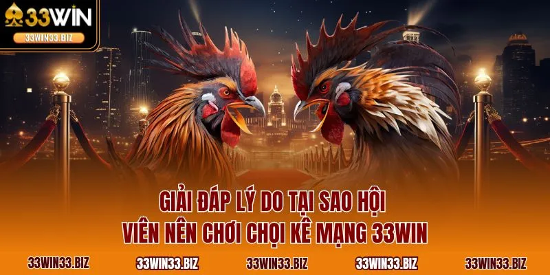 Giải đáp lý do tại sao hội viên nên chơi chọi kê mạng 33WIN