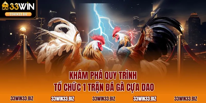 Khám phá quy trình tổ chức 1 trận đá gà cựa dao