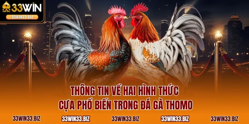 Thông tin về hai hình thức cựa phổ biến trong đá gà Thomo