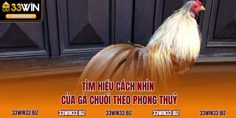 Tìm hiểu cách nhìn của gà chuối theo phong thuỷ